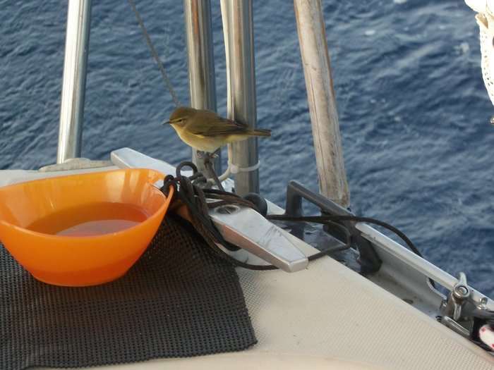 21 oct 2014 un p'tit oiseau sur Daltica en nav vers PENICHE en moteur (14).JPG (314.04 Kio) Consulté 21130 fois un p'tit compagnon de nav !!!!