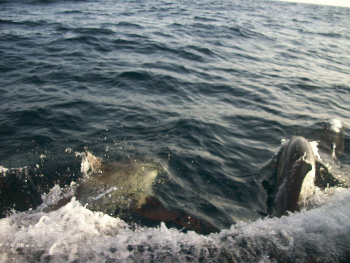 nos autres compagnons de nav !!!! je ne m'en lasse pas !!!!!!