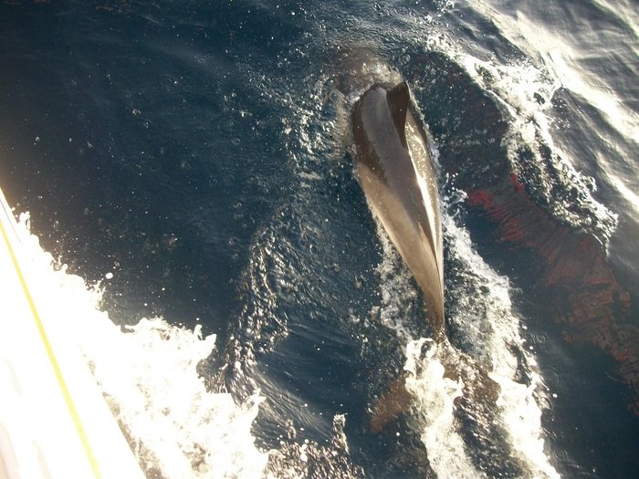 20 oct 2014 ROUTE VERS PENICHE ( Portugal ) (37).JPG (396.14 Kio) Consulté 42727 fois 20 oct 2014 ROUTE VERS PENICHE ( Portugal ) (37).JPG