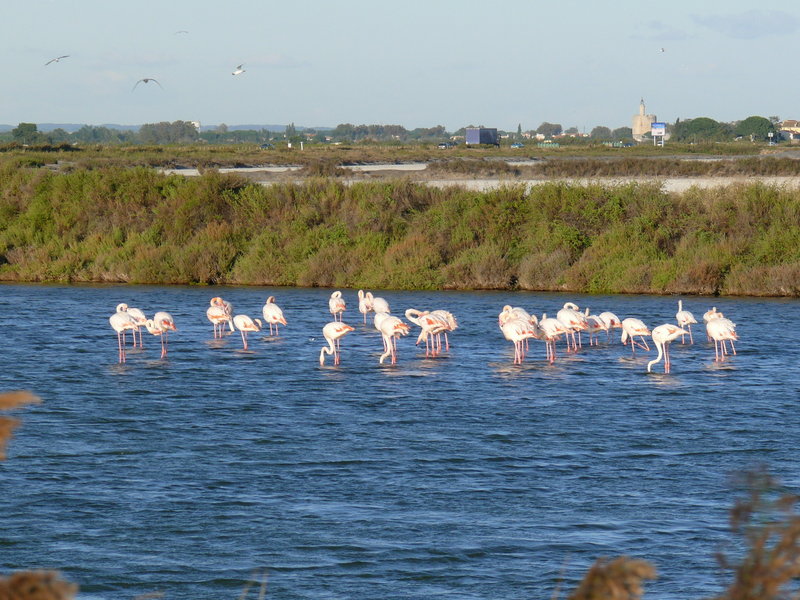 P1020177.JPG (1016.76 Kio) Consulté 8278 fois P1020177.JPG