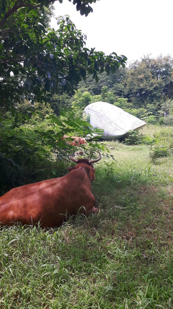 First30 abandonné Pointe-a-Pitre 1