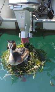 aigrette300.jpg aigrette300.jpg