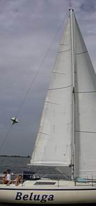 beluga.jpg beluga.jpg