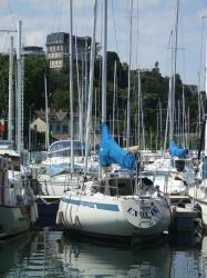 endive.jpg endive.jpg